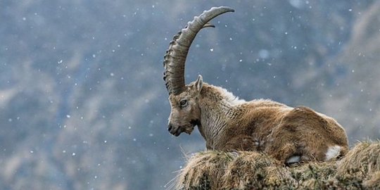 7 Binatang Punah Yang Ingin Dibangkitkan Kembali Oleh Ilmuwan