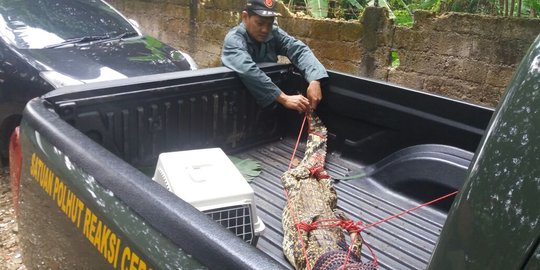 Sejumlah hewan langka dibawa petugas dari rumah Ki Mijil 