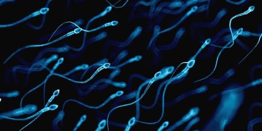 6 sda yang terlihat melimpah, namun ternyata langka dan harganya selangit