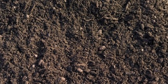 6 sda yang terlihat melimpah, namun ternyata langka dan harganya selangit