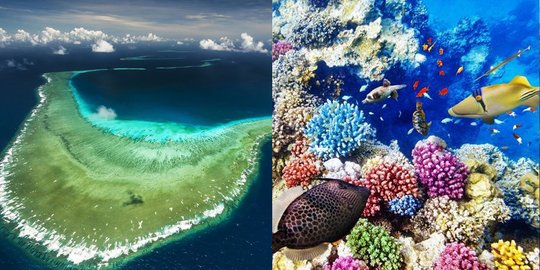 reef