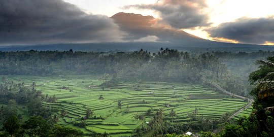 Panorama keindahan sawah Subak Lepang di kaki Gunung Agung
