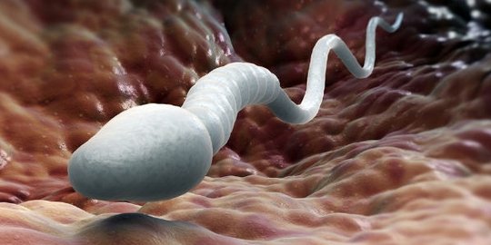 menghentikan produksi sperma