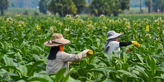 Pemerintah diminta pertimbangkan masalah tenaga kerja dalam tentukan cukai tembakau