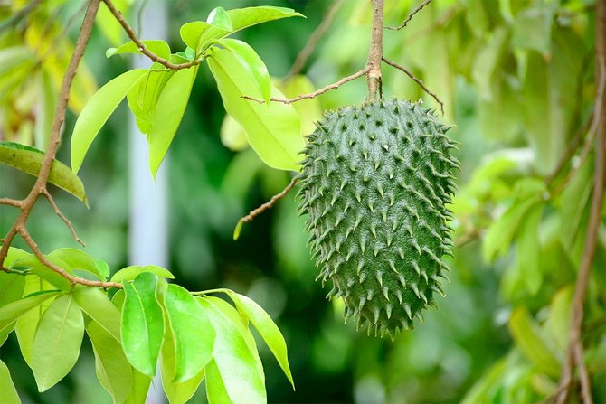 Obat herbal untuk ambeien stadium 4 sembuh tanpa operasi