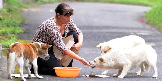 Kisah wanita AS beri makan anjing-anjing terlantar di kaki Gunung Agung