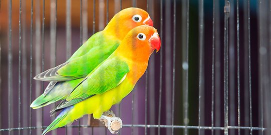 9 Langkah cara ternak lovebird yang baik dan benar bagi 