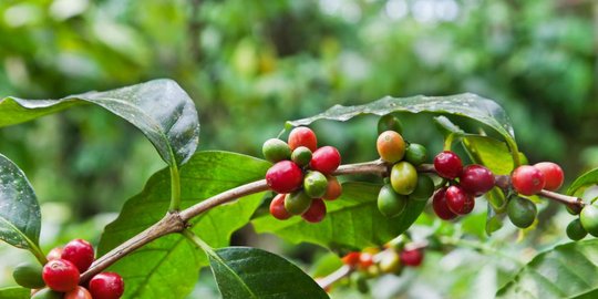 5 barang tak terduga ini bisa menjadi pengganti listrik dan gas