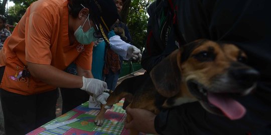 Hari Rabies Sedunia, Pemprov DKI vaksin hewan peliharaan warga