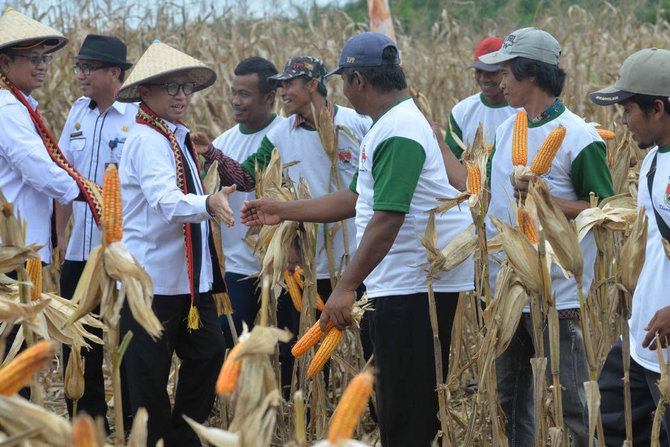 ktm mesuji jadi contoh korporatisasi petani