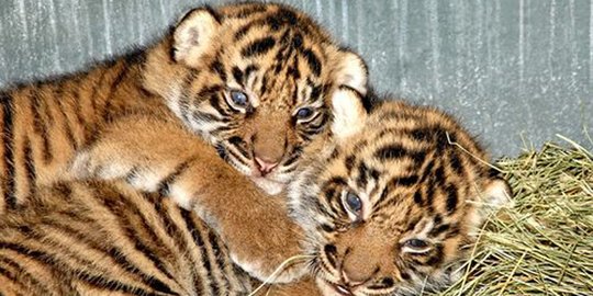 Penjaga taman nasional di India tewas diterkam anak harimau