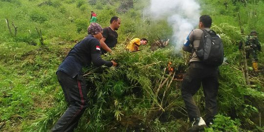 3 Hektar lahan ganja ditemukan di Mandailing Natal