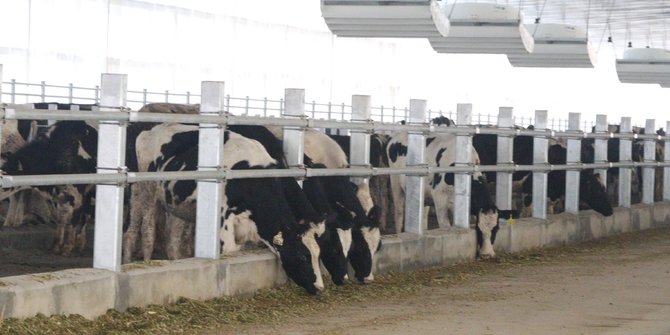 Greenfields Gelontorkan Investasi 43 Juta Dolar Untuk Peternakan