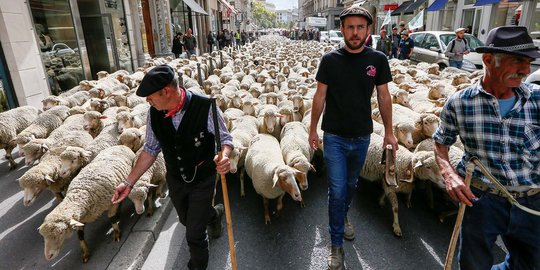Aksi ratusan domba 'berdemo' di jalanan Lyon