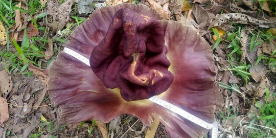 Bunga Bangkai ditemukan di Ilir Barat Palembang
