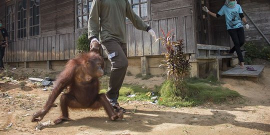 Merasa diserang, warga tebas Orangutan di hutan lindung Aceh