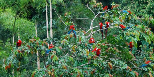koleksi flora fauna terbesar di dunia rev1