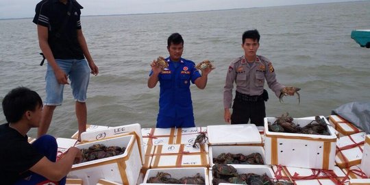 Lagi, polisi gagalkan penyelundupan ribuan kepiting ke Malaysia