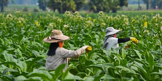 Pemerintah nilai program kemitraan korporasi mampu ciptakan daya saing tinggi