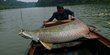Berburu ikan air tawar terbesar sejagat di Sungai Amazon