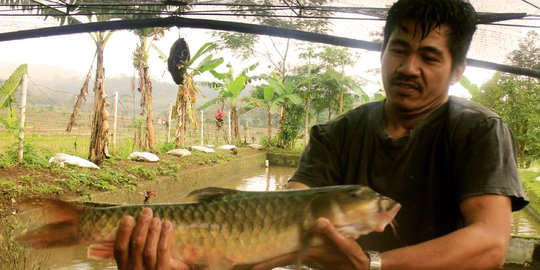 Bernapas dalam lumpur, ikan dewa di Banyumas gagal berkembang