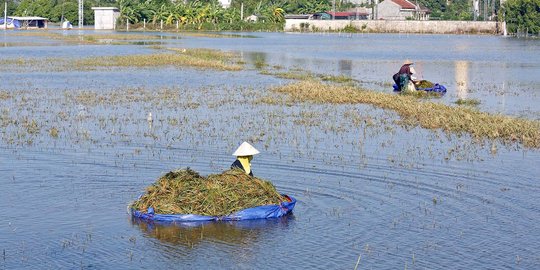Petani Vietnam panen padi di tengah banjir