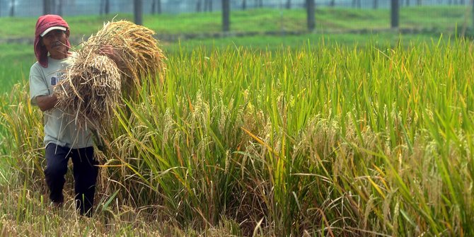  Petani  makin tua  hingga alih fungsi lahan ancam cita cita 