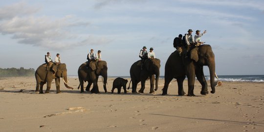 Dua gajah tewas tersetrum di Aceh Timur