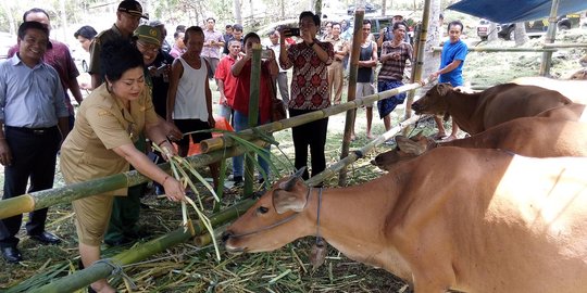 Ribuan ternak pengungsi Gunung Agung di 43 titik kekurangan pakan