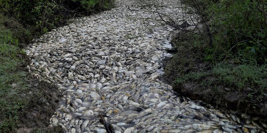 Ribuan ikan di sungai Paraguay mati misterius