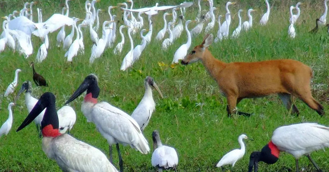 pantanal brasil