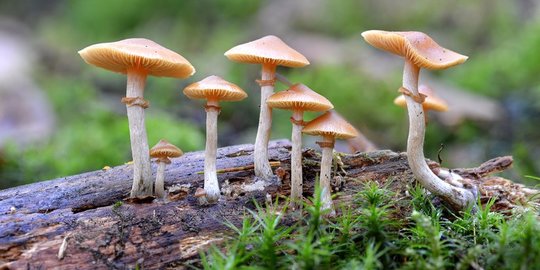 Penelitian: Magic Mushroom Bisa Sembuhkan Depresi Dengan 'Reset' Otak