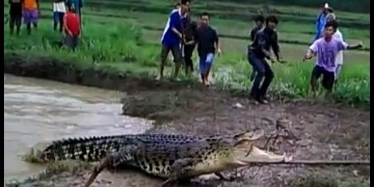 Terbawa arus sungai, buaya sepanjang 4 meter terdampar di area persawahan