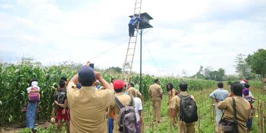 Puluhan burung hantu di Kediri dilepas untuk basmi tikus sawah