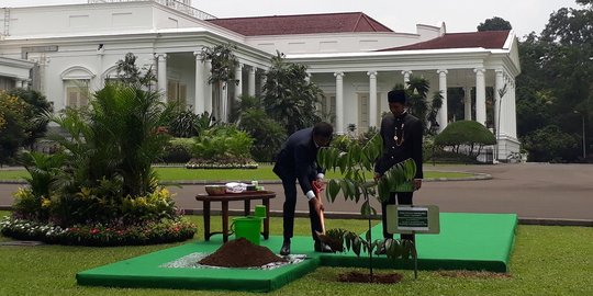 Presiden Jokowi dan Emir Qatar tanam pohon Eboni di Istana 