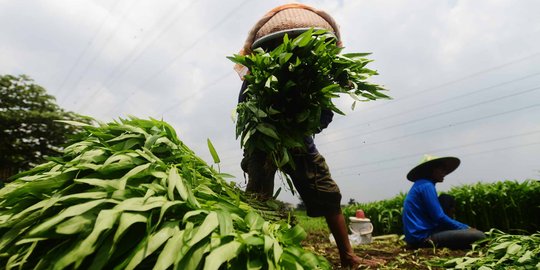 Geliat petani kangkung di Ibu Kota