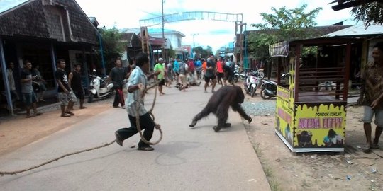 Tersesat di pemukiman, orangutan kelaparan ditembak & disabet parang