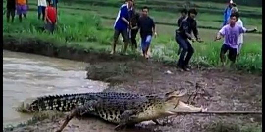 Buaya 4 meter di Kebumen berasal dari muara Pantai Selatan