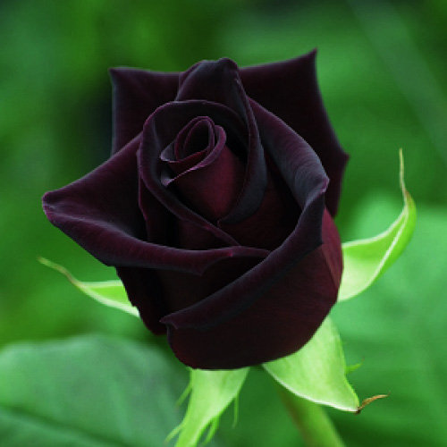 15 Fakta Unik Dan Menarik Tentang Si Cantik Bunga Mawar Merdeka Com