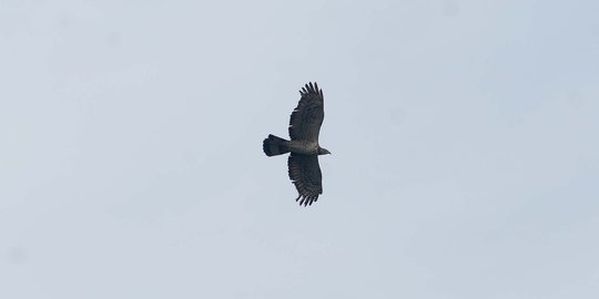 Puluhan ekor burung Skep Madu Asia migrasi lintasi Indonesia