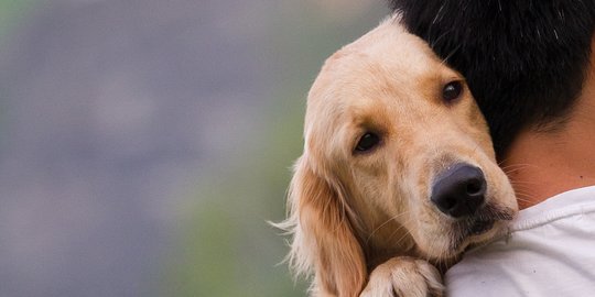 Anjing Ternyata Lebih Ekspresif Ketika di Dekat Manusia