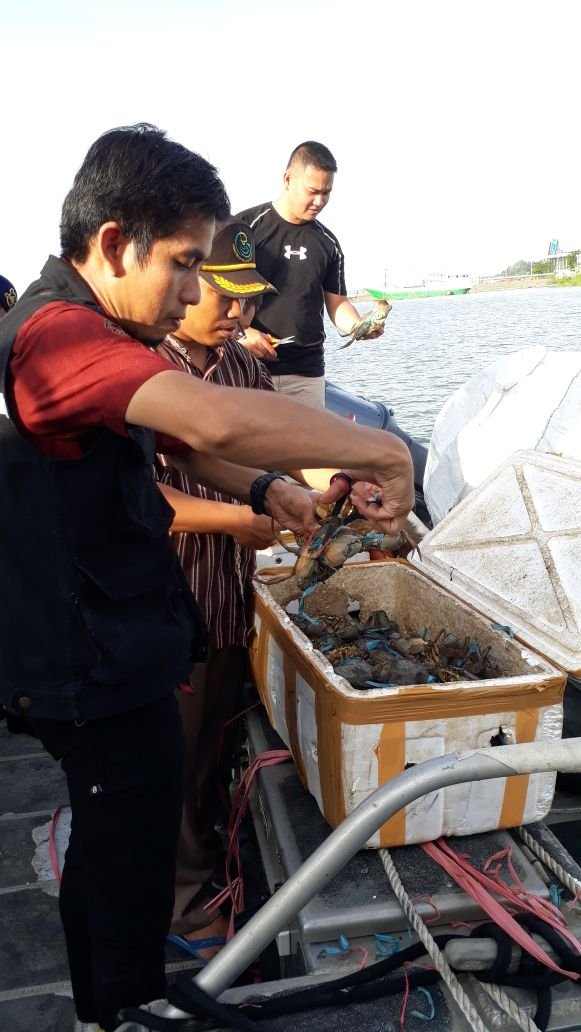 bkipm tarakan lepasliarkan kepiting bertelur