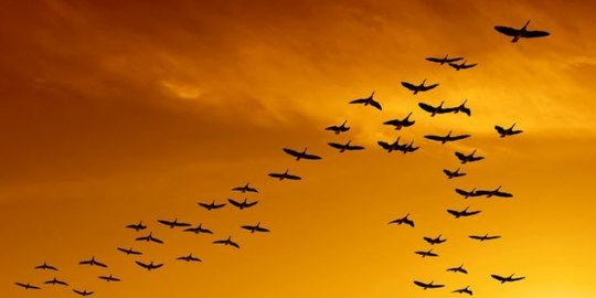 6 teknologi canggih yang sebelumnya telah dimiliki hewan