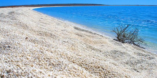 Keindahan Shell Beach, pantai berselimut jutaan kulit kerang di Australia