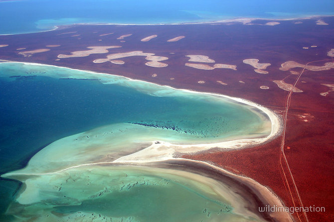 shell beach australia