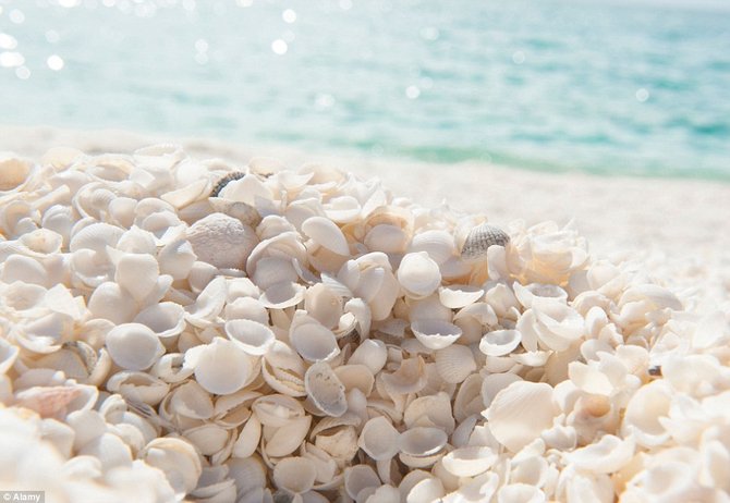 shell beach australia