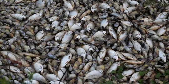 Misterius, ribuan ikan nila keramba di Mukomuko mati 