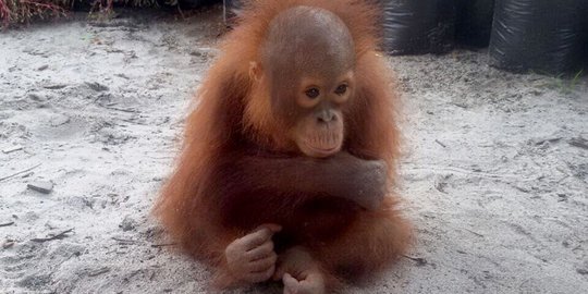 Bayi orangutan diselamatkan dari hutan terbakar di Kalteng 