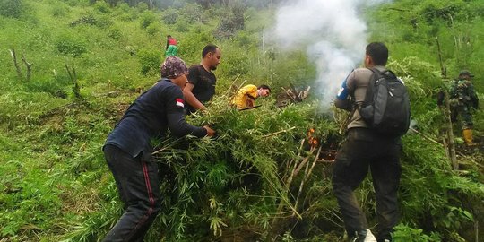 Lagi asyik siram tanaman ganja, pria di Aceh Besar ditangkap polisi