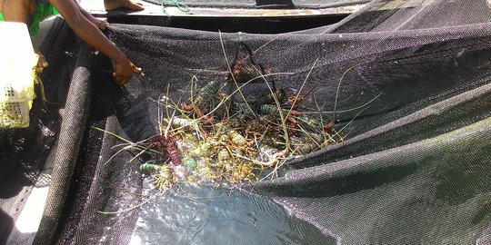 Pengiriman lobster ke luar Pulau Simeulue terkendala transportasi